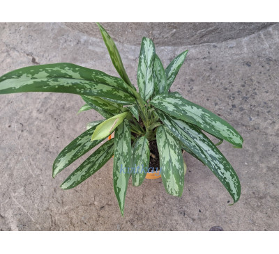 Аглаонема  Cutlass (Aglaonema commutatum ' Cutlass')